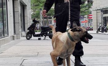 广西南宁世纪花园警犬训练